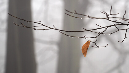 Wall Mural - Selective focus shot of a single orange autumn leaf on a dry tree, on a rainy weather