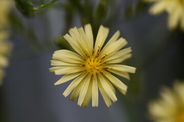 Wall Mural - Lactuca indica flowers. Asteraceae plants. The flowering season is from August to November.