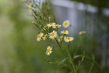 Poster - Lactuca indica flowers. Asteraceae plants. The flowering season is from August to November.