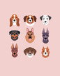 Large Dog Breeds Faces collection. Vector illustration of funny cartoon different breeds dogs in trendy flat style. Isolated on light pink background.