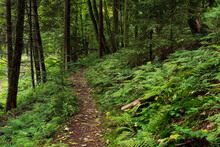 Hiking Trail With Ferns And Dense Lush Vegetation In A Forest.