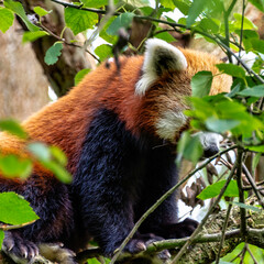 Sticker - Red panda (Ailurus fulgens) known as lesser panda, the red bear-cat, or cat-bear