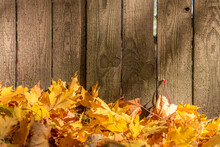 Autumn Background Of Yellow Maple Leaves And A Wooden Fence