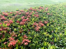 Red Ixora Flower In Nature Garden