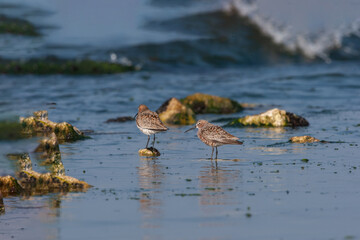 Poster - Curlew Sandpiper (Calidris ferruginea) feeding on the seashore