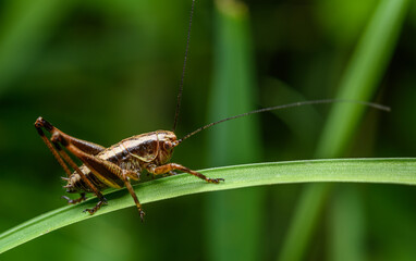 Wall Mural - dark bush-cricket (Pholidoptera griseoaptera) on grass blade