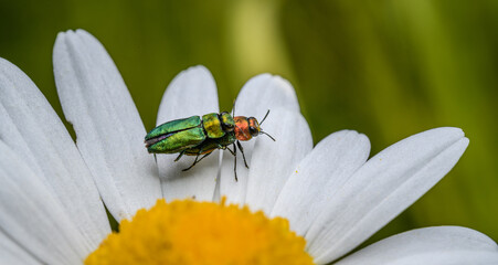 Wall Mural - pair of jewel beetles (Anthaxia nitidula) mating on daisy flower