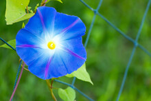 Blue Color Morning Glory Flower Climb On Fenbce Background
