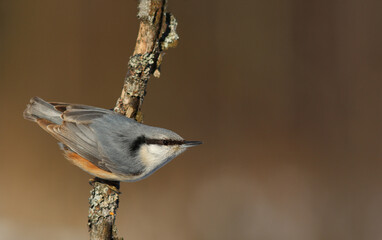 The Eurasian nuthatch or wood nuthatch (Sitta europaea)