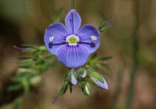 Closeup On The Brlliant Blue Flowers Of Germander Speedwell, Veronica Chamaedrys