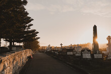 Pine Trees Line The Outer Road Of Waverley Cemetery At Sunset.