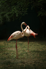 Poster - Beautiful greater flamingos in zoo. Wading birds