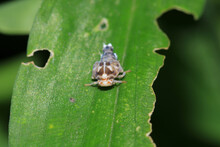 Natural Passionvine Hopper Insect Macro Photo