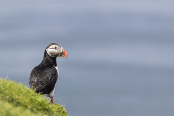 Wall Mural - atlantic puffin perched on cliff edge with blue sea in the background.