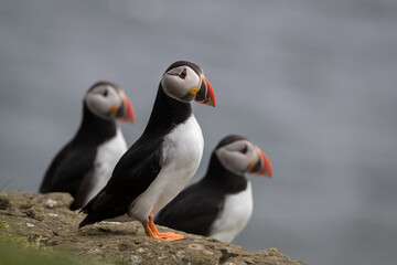 Wall Mural - three atlantic puffins perched on a rock with blue see in the background.