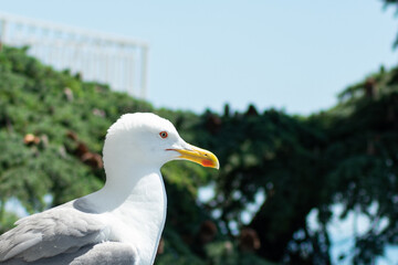 Wall Mural - the large sea gull close-up