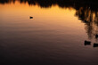 オレンジ色の夕陽に照らされる水元公園の池、葛飾区水元公園の鴨たち、