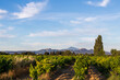 Grape Vines In Vineyard With Mont Ventoux In Background at golden hour, sunset light in Provence, southern France
