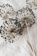 Dry Allium Flowers On Beige Linen Fabric Texture Top View. Floral Card. Poster