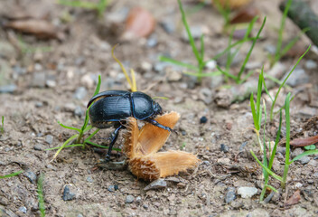 Wall Mural - Close-up of a British dung bettle (geotrupes stercorarius) eating the shell of a fallen beech nut (Fagus sylvatica), Wiltshire UK