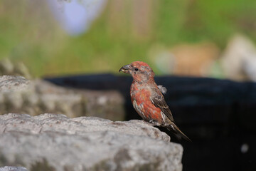 Poster - Red Crossbill (Loxia curvirostra) perched on the edge of a rock