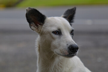 Sticker - Closeup of the head of a Canaan dog on a street