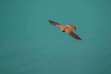 Wall Mural - Top profile view of Lesser Kestrel (Falco naumanni) flying with wings wide open.