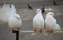 Close-up Of Three White Ornamental Pigeons