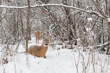 Family Of White Tail Deer Resting In The Cold Winter Snow In Forest