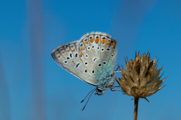 Wall Mural - Common blue