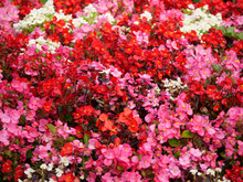 Vibrant Garden With Red And Pink Begonia Flowers