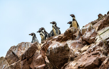 Canvas Print - Humboldt penguins on the Ballestas Islands in Peru