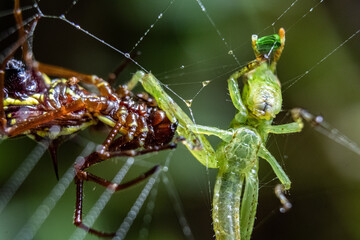 Closeup of insects trapped in a spiderweb