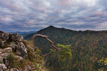 Wall Mural - fog in the mountain forest with yellow and red leaves, top view