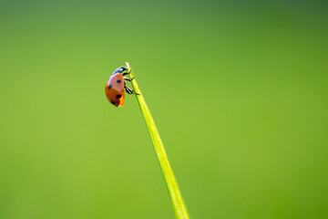 Wall Mural - Ladybug on green leaf in a sunny day