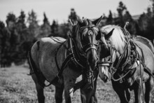 Black And White Image Of Two Draft Horses Waiting To Pull A Carriage Outside In Summer