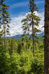 Wall Mural - Forest walk