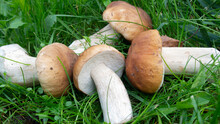 A Bunch Of Porcini Mushrooms Lie On The Grass