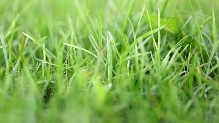 Canvas Print - Video with green grass background. Flight through green grass