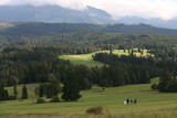 Fototapeta  - landscape with cows