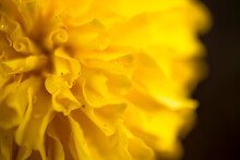 Marigold Signet Flower Macro Photo. Yellow Flower.