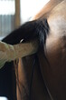 Rektaluntersuchung beim Pferd mit Ultraschall. Veterinärin untersucht ein braunes Pferd im Stall