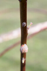 Sticker - Conch shell with a snail on a blackberry stem.