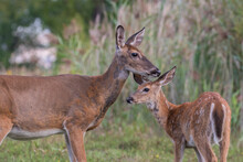  White-tailed Deer Female With Babies