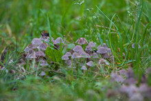 Japanese Umbrella Mushrooms, Parasola Plicatilis