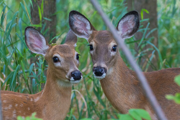 Canvas Print - white-tailed deer Fawn in summer