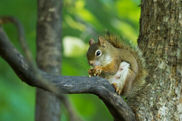 Poster -  American red squirrel (Tamiasciurus hudsonicus)