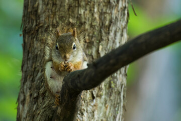 Canvas Print -  American red squirrel (Tamiasciurus hudsonicus)