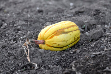 Fresh yellow pumpkin harvested on black fertile soil