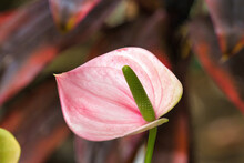 Delicate Pink Anthurium Flower Growing In Hawaii.